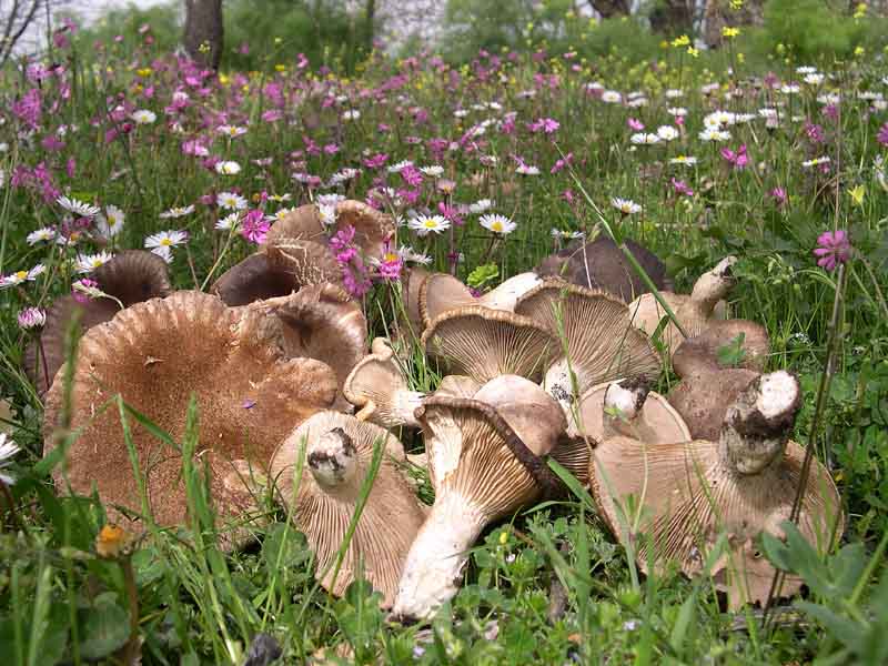 I Miei Funghi (1�)